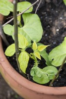 Phaseolus vulgaris 'Yin Yang' - Jeunes plants de haricots verts nains en pot