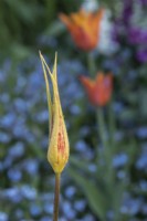 Tulipa acuminata - Espèce Tulipe / Tulipe cornue / Tulipe turque après la pluie matinale