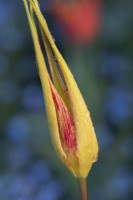 Tulipa acuminata - Espèce Tulipe / Tulipe cornue / Tulipe turque après la pluie matinale