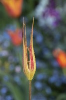 Tulipa acuminata - Espèce Tulipe / Tulipe cornue / Tulipe turque après la pluie matinale