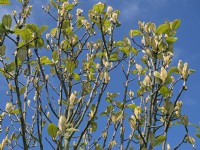 Sorbus hedlundii nouvelles feuilles Norfolk mai