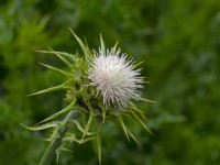 Galactites tomentosa 'Alba' - Chardon-Marie à fleurs blanches Norfolk May