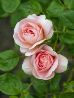 Rosa 'Reine de Suède' en fleurs Norfolk Juin