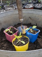 Plants de tomates dans une sélection de pots en plastique réutilisés.