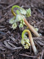 Bourgeons émergents d'Epimedium x warleyense 'Orange Queen' - Barrenwort - Mars