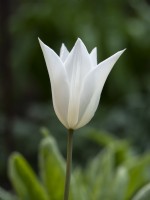 Tulipa 'White Triumphator' - Tulipe - Mai