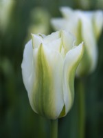 Tulipa 'Printemps Vert' - Tulipe - Mai