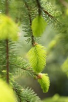 Picea abies 'Cincinnata' - Feuillage d'épinette de Norvège de Cincinnata au printemps