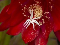 Fleur de cactus Epiphyllum en green house May Norfolk