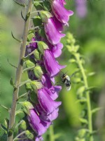 Abeille minière grise, Andrena cineraria sur Digitalis purpurea Foxglove en juin Norfolk UK