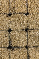 Des rangées de bacs de plantation en plastique recouverts d'une couche de vermiculite, Québec, Canada