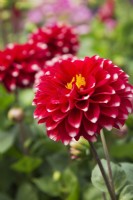 Fleur de Dahlia 'Dark Red White Papaoaya', Québec, Canada