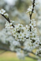 Prunus domestica 'Laxton's Jubilee' - Fleur de prunier