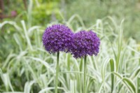 Allium 'Ambassadeur' - Oignon ornemental