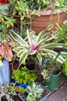 Neoregelia carolinae tricolor Blushing Bromeliad en vedette dans une collection de plantes en pot sur une terrasse en bois
