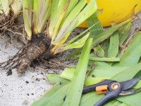 Rhizomes d'iris divisés avec des feuilles coupées au sécateur