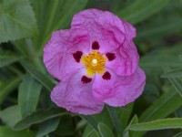 Cistus x purpureus en fleur début juin