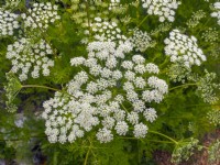 Ammi majus - Bullwort en fleur Juin Norfolk