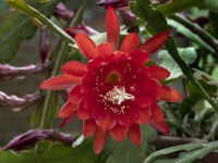 Fleur de cactus Epiphyllum en green house May Norfolk