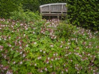 Erodium trifolium pelargonium' bec de héron'