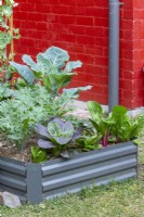 Parterre de fleurs de jardin en métal surélevé avec une variété de plantes comestibles à feuilles