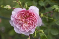 Rosa 'Anne Boleyn'. Rosier arbustif. Juin. Fleur simple