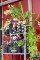 Collection d'orchidées et de plantes succulentes en pot fleuries sur un support de pot en métal