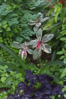 Fuchsia magellanica var gracilis 'Variegata' entouré d'autres plantes à feuillage