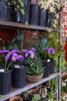 Pleione - Windowsill Orchid - en pot sur étagères métalliques
