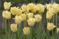 Tulipa 'Amitié Mondiale' - Avril