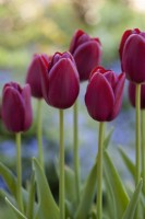 Tulipa 'Velvet National' - Avril
