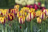 Tulipa 'Helmar' - Avril