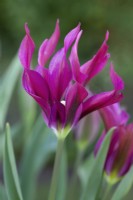 Tulipa 'Poupée Violette' - Avril