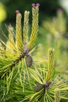 Jeunes cônes se formant sur Pinus contorta Frisian Gold, pin tordu. Conifère, mai.