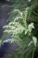 Nouvelle croissance sur Cryptomeria japonica 'Sekkan-sugi', mai.