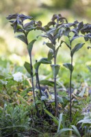 Polygonatum x hybridum 'Betberg', jardin du sceau de Salomon en mai.