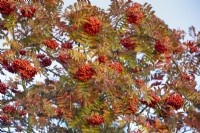 Sorbus aucuparia subsp. maderensis, sorbier de Madère. Novembre.