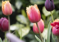 Tulipa 'Lambada' - tulipe - Avril