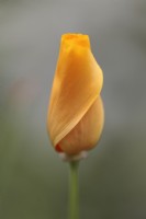 Eschscholzia californica 'Orange King' - bouton de fleur de pavot de Californie