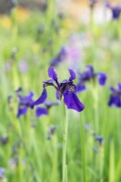 Iris bulleyana Noir fleuri