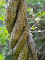 Branche de glycine enroulée autour de la canne de bambou d'origine mi-avril Norfolk