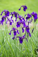 Iris chrysographes 'Mandarin Purple', juin.