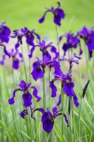 Iris chrysographes 'Mandarin Purple', juin.