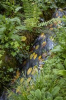 Ruisseau avec des feuilles de hêtre tombées