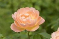 Rosa 'L'Alouette ascendante'. Fleur simple. Juin