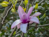 Magnolia 'Apollo' ouvre les bourgeons Norfolk mi-avril