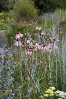 Dans le RHS Iconic Horticultural Hero Garden de Tom Stuart-Smith, Echinacea pallida est planté d'Allium sphaerocephalon, d'Achillea 'Credo' et de Perovskia 'Blue Spire'
