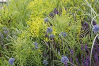 Dans le RHS Garden for a Green Future de Jamie Butterworth, Allium caeruleum est planté parmi Euphorbia ceratocarpa et Salvia nemorosa 'Mainacht'