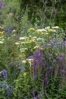 Plantation mixte d'Achillea 'Credo', de Salvia 'Amethyst' et de Catananche caerulea dans le Iconic Horticultural Hero Garden par Tom Stuart-Smith - RHS Hampton Court Palace Festival 2021