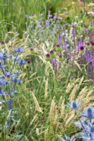 Allium sphaerocephalon avec Melica ciliata et Eryngium zabelii 'Big Blue' - Iconic Horticultural Hero Garden par Tom Stuart-Smith - RHS Hampton Court Palace Festival 2021